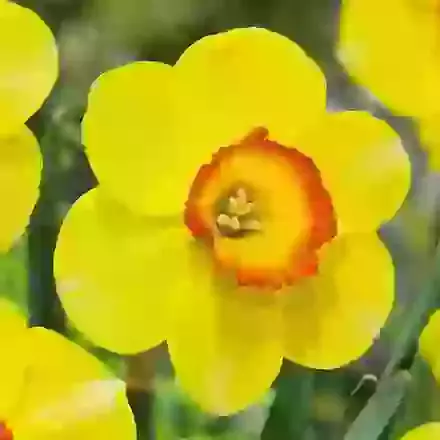 Large Cupped Narcissi